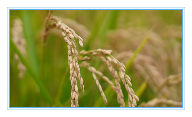 PP电子(中国)有限公司官网